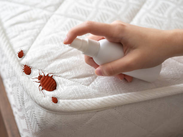 Best Termite Control Services  in Livingston, CA